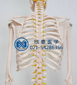 模型的胸肋骨后面结构