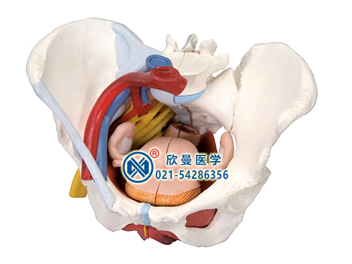 女性骨盆附盆底肌肉韧带盆腔器官及血管神经模型