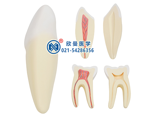 人体牙齿解剖放大模型