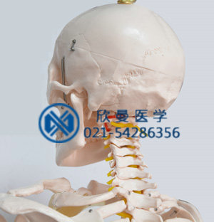 模型头颅后部结构特征，带颈椎