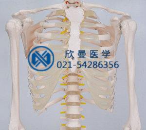 模型胸肋骨结构