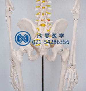 模型的腰椎带尾骨结构特征