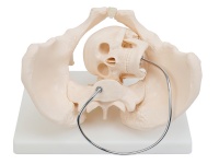 骨盆含胎儿头颅骨模型